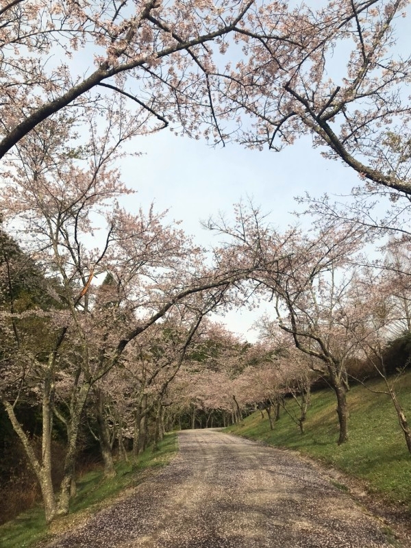 桜まつり 備後のお花見は世羅 甲山ふれあいの里