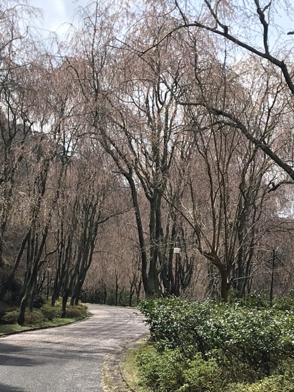 桜まつり 備後のお花見は世羅 甲山ふれあいの里