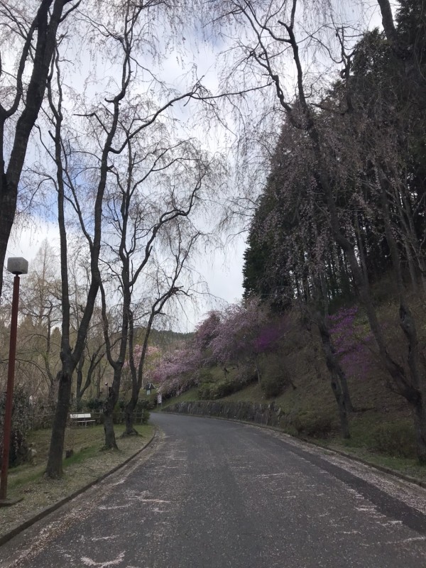 桜まつり 備後のお花見は世羅 甲山ふれあいの里