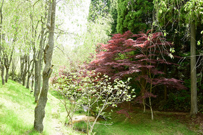 桜の写真