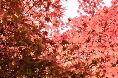 桜の写真