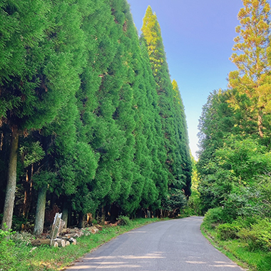 桜の写真