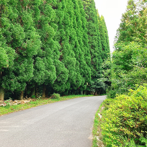 桜の写真