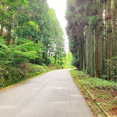 桜の写真