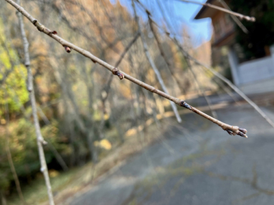 桜の写真