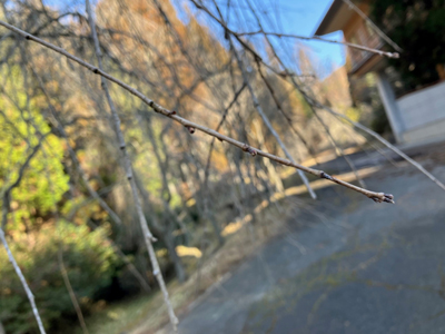 桜の写真