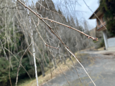 桜の写真