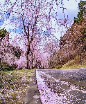 桜流れる道