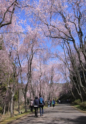 青空に映える枝垂れ桜の並木道