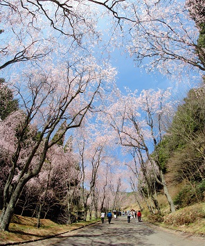 青空に映える『しだれ桜の並木道』