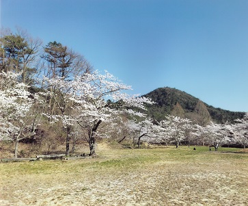 岳山とサクラ