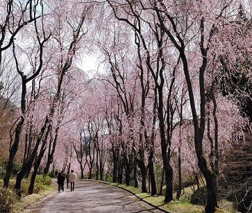 花見の後