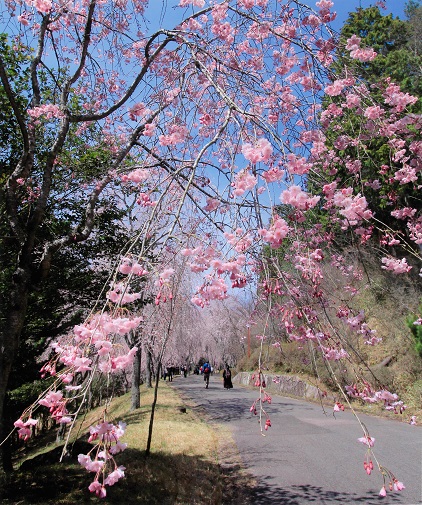 しだれ桜の並木道へいざなう