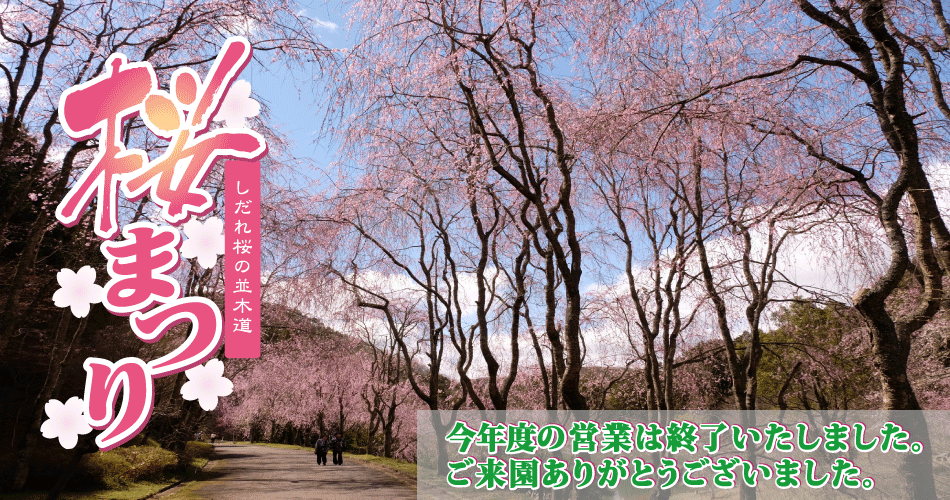 桜まつり開催！2022年3月19日から4月下旬